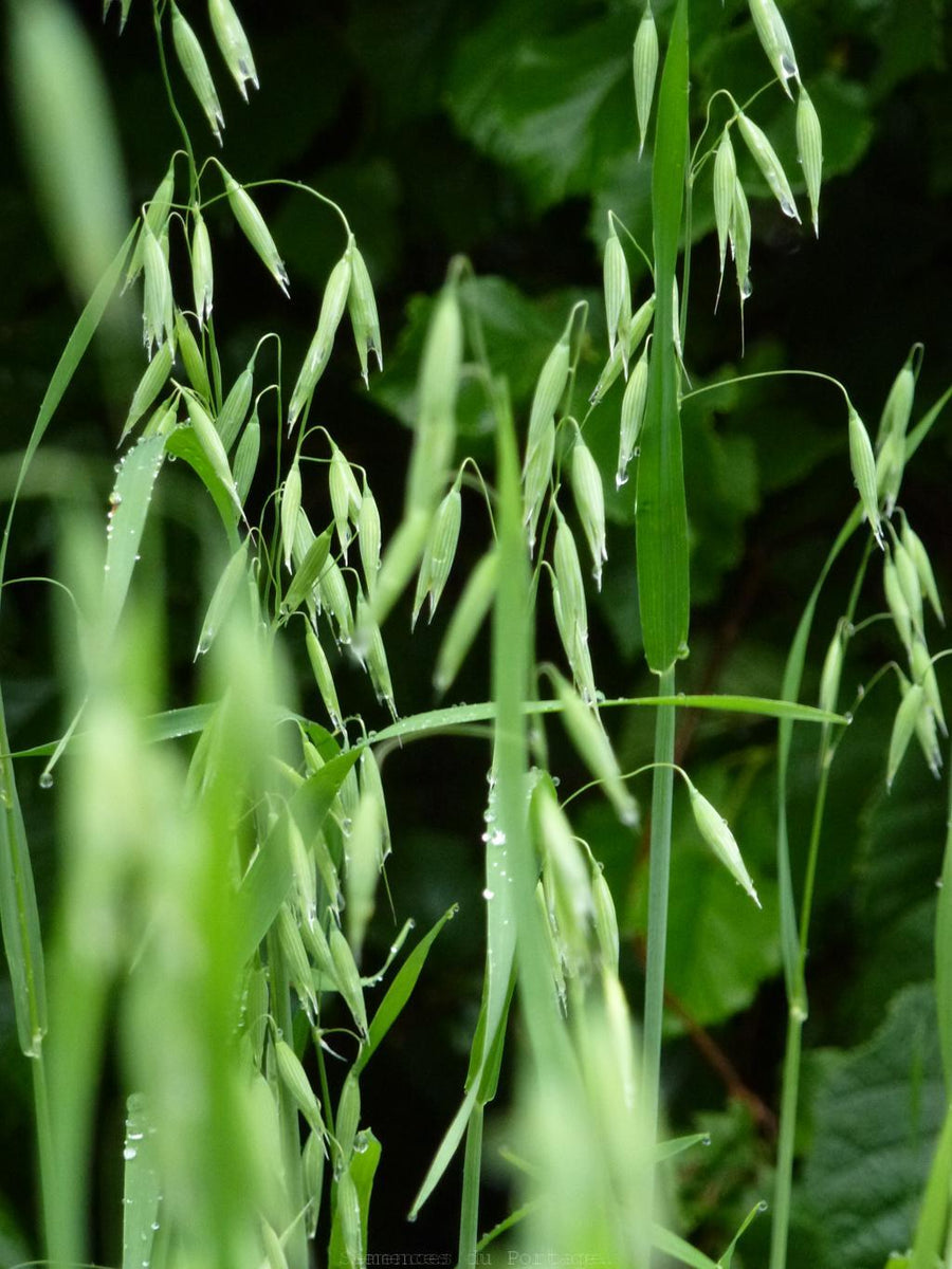 Avoine bio Semences biologiques Semences du Portage Semences du
