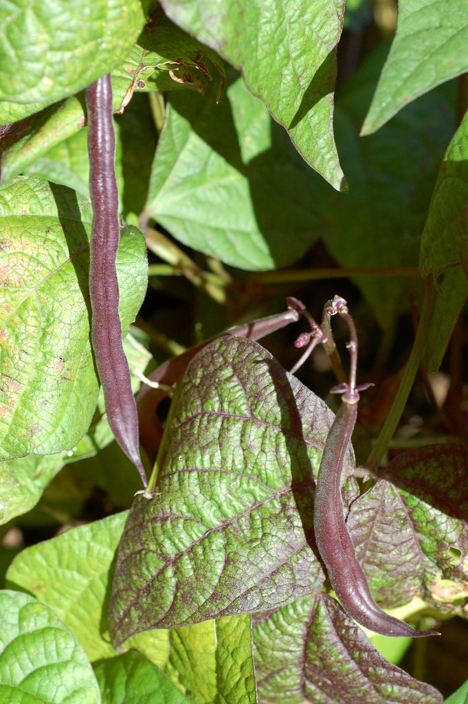 Haricot mauve Royal Burgundy