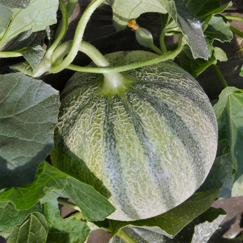 De la difficulté de récolter les melons au bon moment!