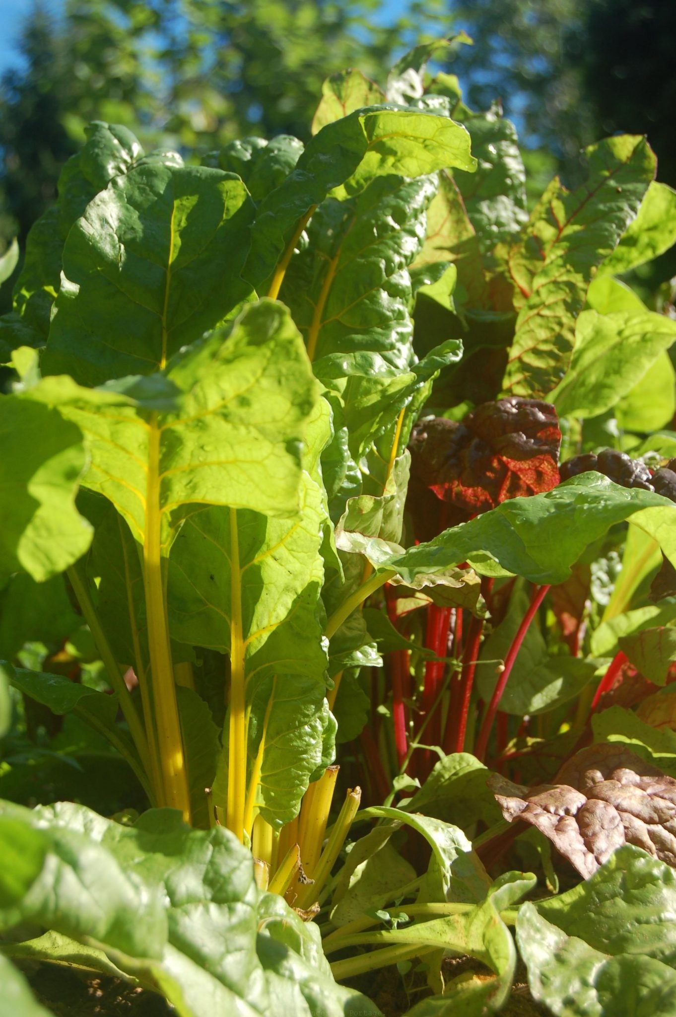 Bette à carde Orange – Semences du Portage