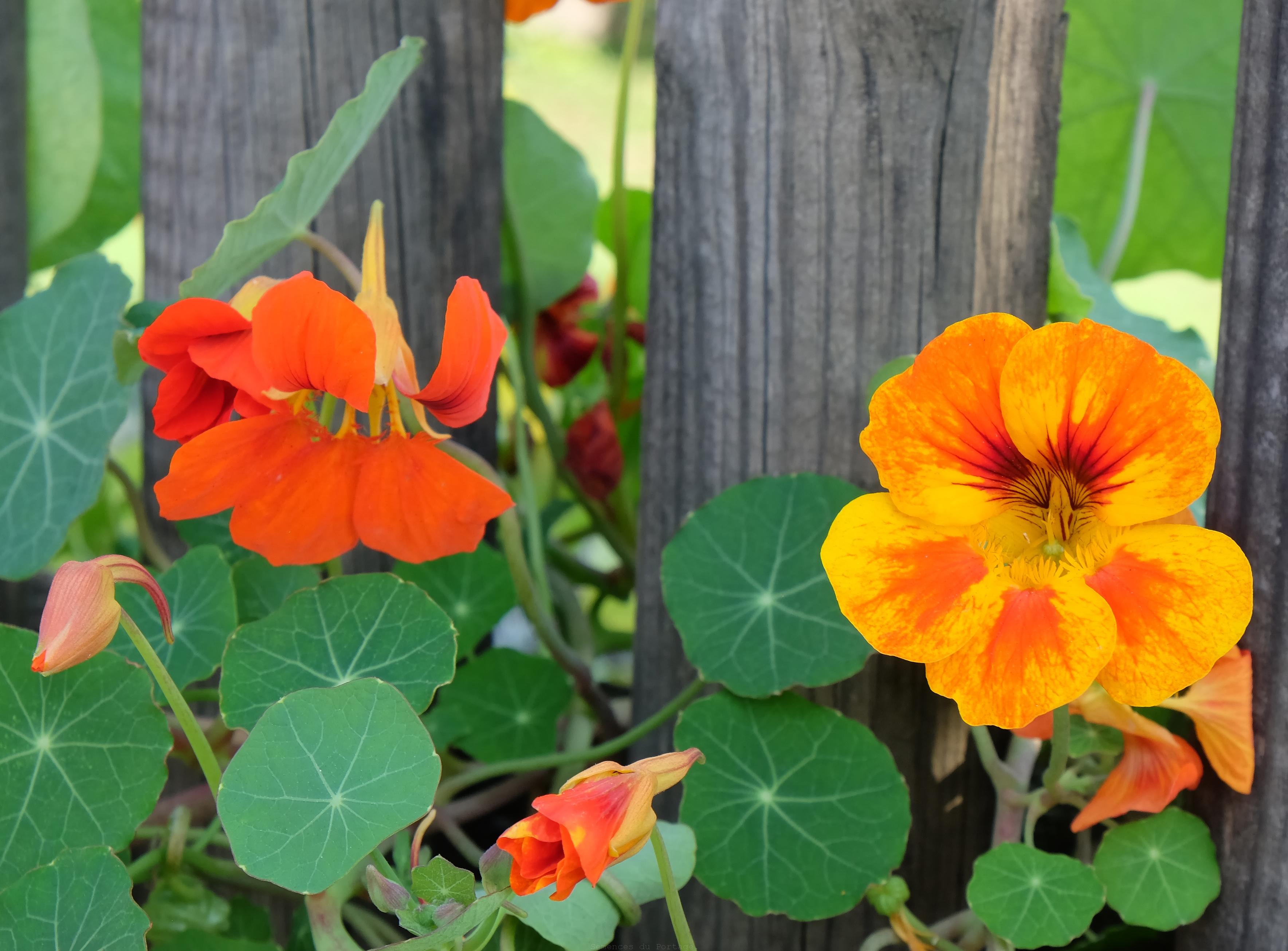 La Belle Potagère Achillée millefeuille,fleurs comestibles, graines La Belle Potagère Achillée millefeuille,fleurs comestibles, graines