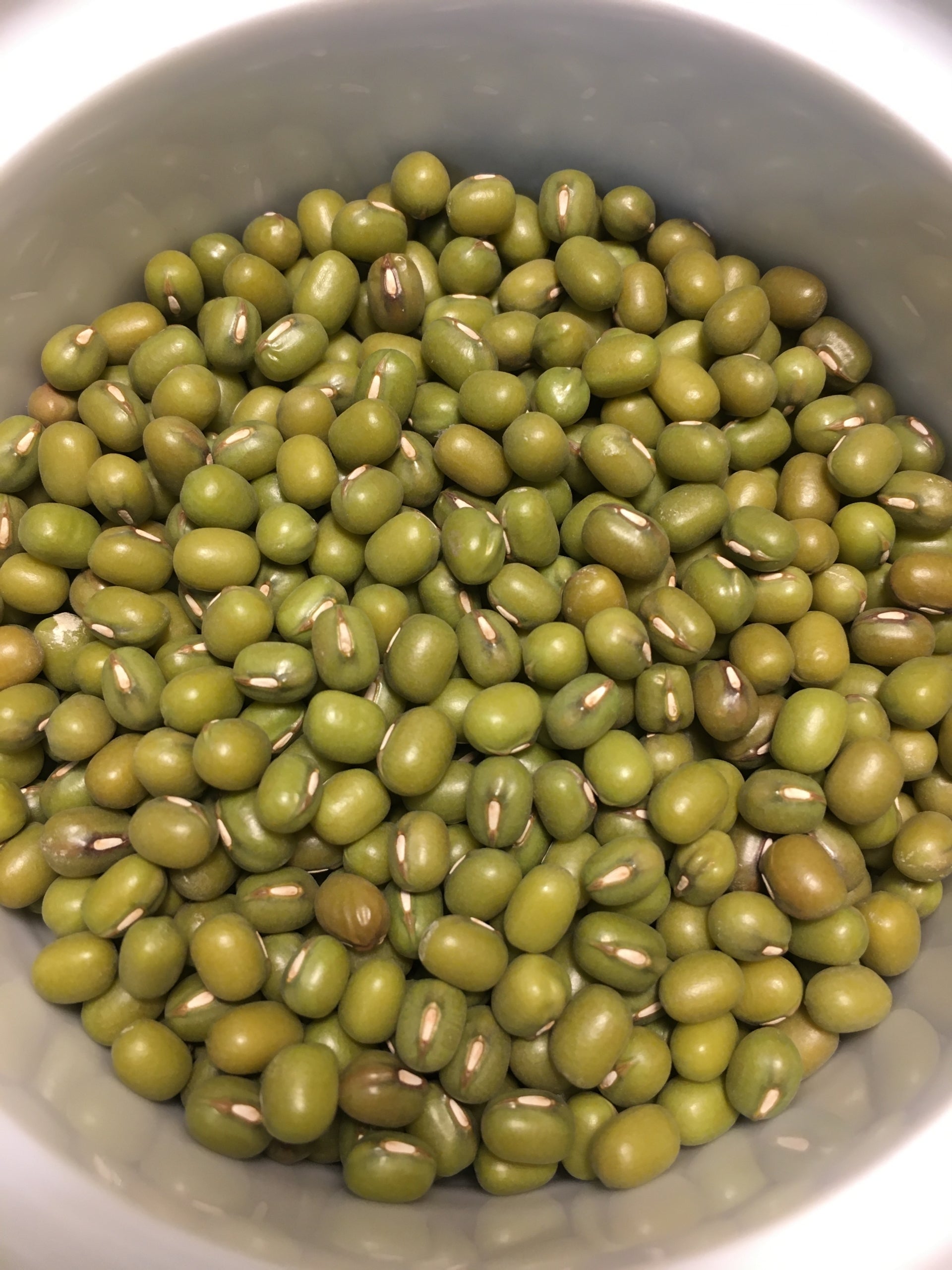Semences pour germination alimentaire - Haricot MUNGO – Semences du Portage