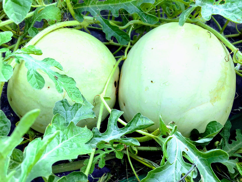 Melon d'eau King and Queen Winter Semences du Portage