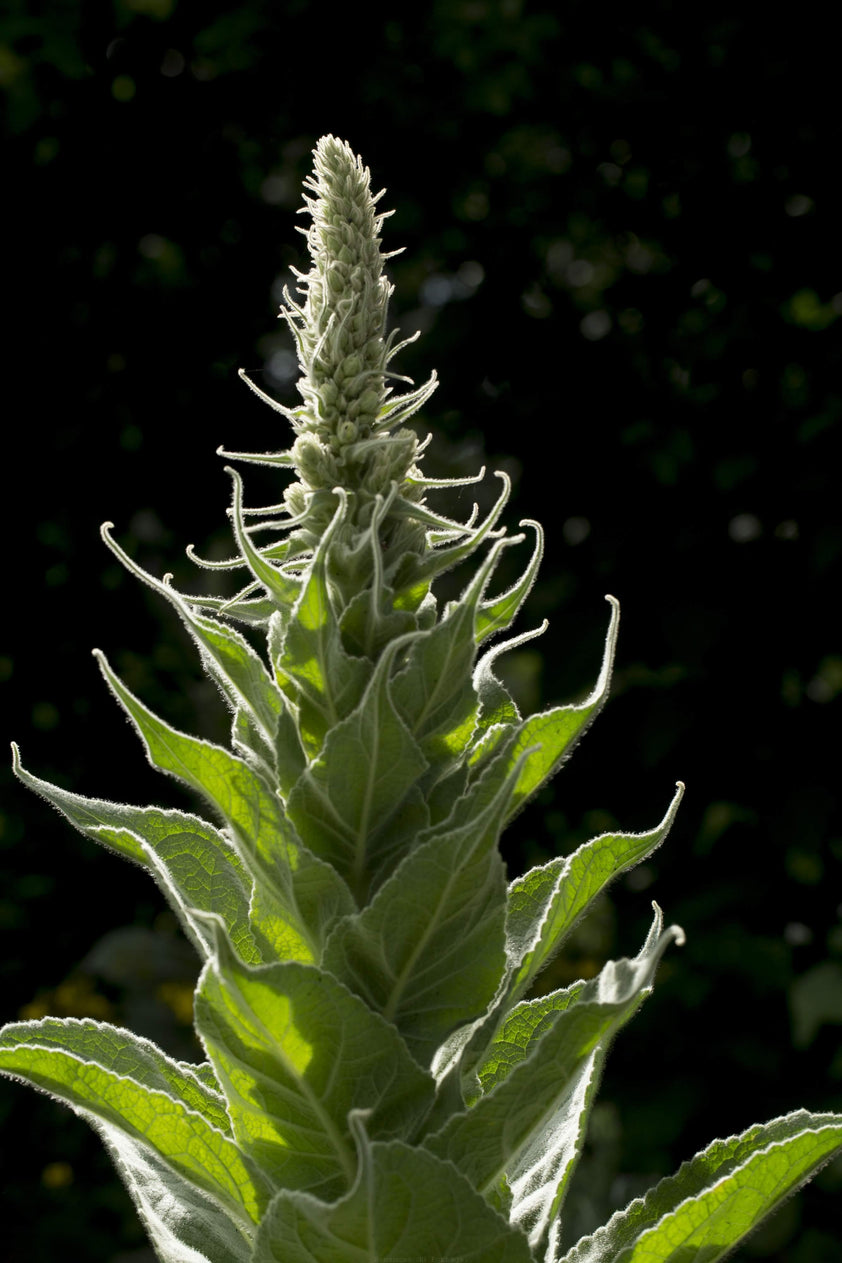 Tisane Aubépine Alpi Nature Thé De Molène 250g, Feuilles De Molene