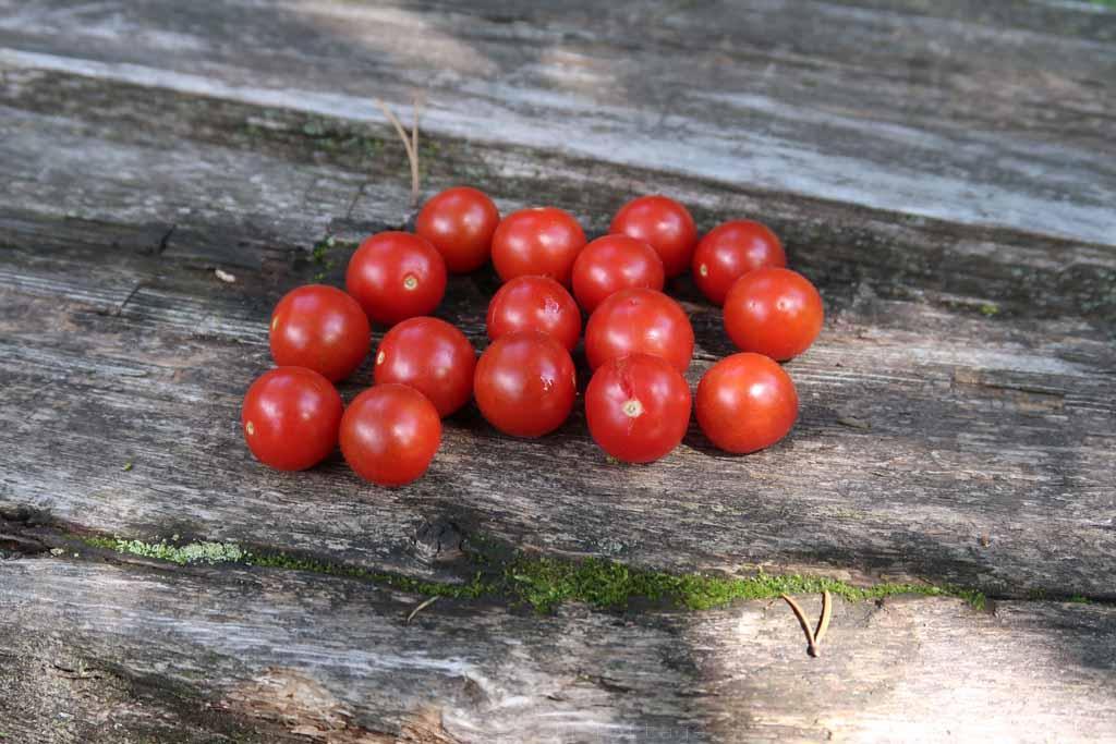 Tomate cerise : variétés, plantation, entretien - Gamm vert Tomate cerise : variétés, plantation, entretien - Gamm vert
