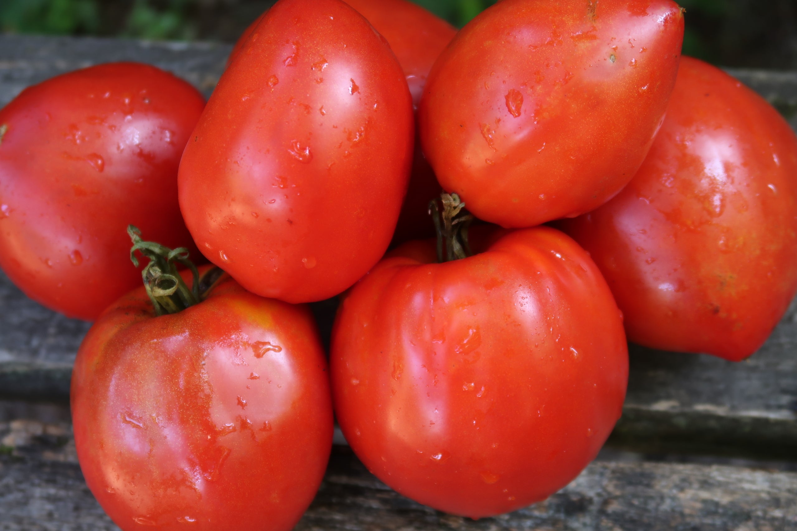 Tomate Téton de Vénus – Semences du Portage