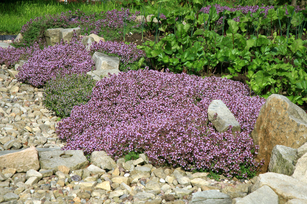 Thym Rampantes Thym rampant - Herbionik ecorustik (couvre-sol) 900 g - Semences du ...