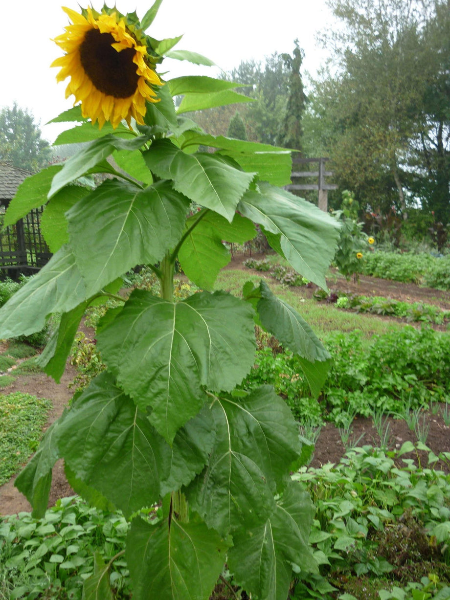 Tournesol Mammouth géant - Bio - Jardins de l'écoumène